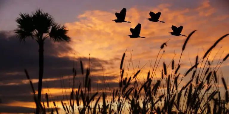 30 Bird Quiz Questions And Answers For Your Pub Quiz