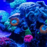 sea life quiz questions and answers